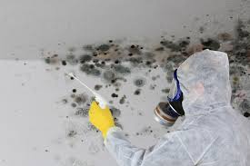 Best Mold Remediation for Vacation Homes  in USA